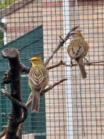 Groene kardinalen....poppen  ...2025., Dieren en Toebehoren, Vogels | Overige Vogels, Vrouwelijk, Tropenvogel, Geringd