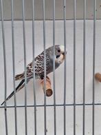 Dun fallow, Dieren en Toebehoren, Vogels | Parkieten en Papegaaien