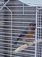 bastaart zwartkopseis kanarie, Dieren en Toebehoren, Vogels | Kanaries, Mannelijk, Bastaard