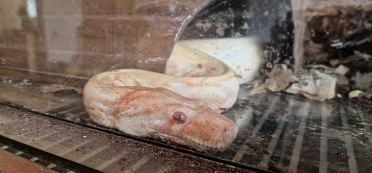 Boa Constrictor sunclow vrouwtje 220cm, Dieren en Toebehoren, Reptielen en Amfibieën, Slang, 3 tot 6 jaar, Met terrarium, Tam