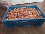 Volle doos met schelpen, Ophalen of Verzenden, Nieuw