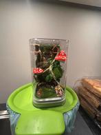 springspin terrarium Snowwhite Theme, Dieren en Toebehoren, Insecten en Spinnen, Spin of Schorpioen