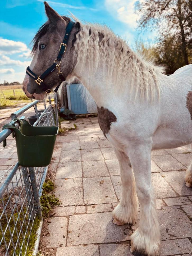 Verzorgster gezocht ️, Dieren en Toebehoren, Paarden en Pony's | Verzorgingsproducten, Zo goed als nieuw, Ophalen of Verzenden