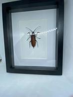 insekt Callipogon Armillatus, Ophalen of Verzenden, Nieuw, Insect, Beeldje of Figuurtje