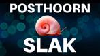 Gezonde Posthoorn Slakken (Ramshoorn snails), Dieren en Toebehoren, Vissen | Aquariumvissen, Slak of Weekdier, Zoetwatervis