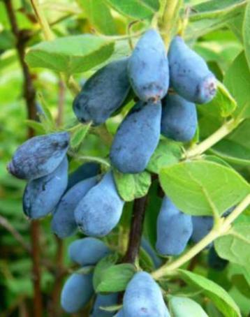 Honingbes Lonicera caerulea 2 soorten beschikbaar voor biedingen