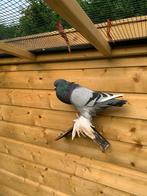 Gentse kropper doffer, Dieren en Toebehoren, Vogels | Duiven, Mannelijk, Kropper