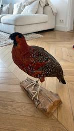 Opgezette rood saterhoen, Mannelijk, Kip
