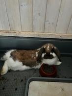 Gratis konijn!, Dieren en Toebehoren, Konijnen, Vrouwelijk, Klein, 3 tot 5 jaar