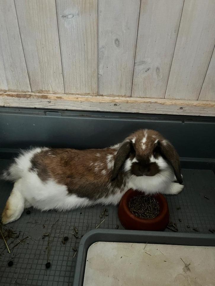 Gratis konijn!, Dieren en Toebehoren, Konijnen, Klein, Vrouwelijk, 3 tot 5 jaar
