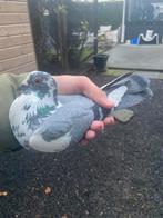 Postduif, Mannelijk, Postduif