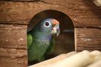 Pionus Menstruus | Getest | Baby's | Handtam, Meerdere dieren, Papegaai, Pratend