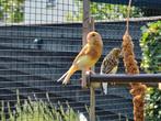 Jonge kanaries., Dieren en Toebehoren, Vogels | Kanaries, Geslacht onbekend, Bastaard
