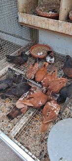 Portugese tuimelaars, Dieren en Toebehoren, Meerdere dieren, Tuimelaar of Roller