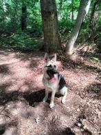 Oost Europese herder pup met stamboom, Dieren en Toebehoren, Honden | Herdershonden en Veedrijvers, 15 weken tot 1 jaar, Reu, CDV (hondenziekte)