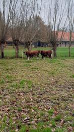 2 brandrode pinken. Stamboek., Dieren en Toebehoren