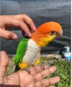 Mega lieve handtamme pratende roestkop caique, Dieren en Toebehoren, Vogels | Parkieten en Papegaaien, Vrouwelijk, Papegaai, Pratend