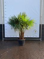 Trachycarpus fortunei palmbomen multistam, 100 tot 250 cm, Zomer, Palmboom, Ophalen