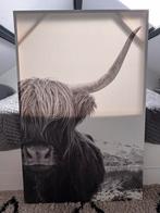 Canvas schotse hooglander, Ophalen of Verzenden, Zo goed als nieuw, Schilderij
