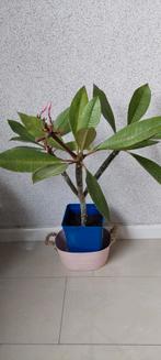 Plumeria, Ophalen of Verzenden, Overige soorten, Volle zon