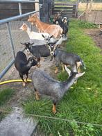 Mooie jonge dwerggeiten en bokken, Dieren en Toebehoren, Schapen, Geiten en Varkens, Meerdere dieren, Geit, 0 tot 2 jaar