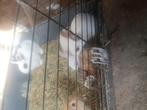 Jonge dwergkonijnen, Dieren en Toebehoren, Meerdere dieren