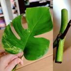 Monstera aurea yellow variegata stek, Huis en Inrichting, Kamerplanten, Ophalen, Halfschaduw, Minder dan 100 cm