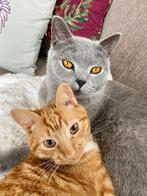 Liefdevol thuis gezocht voor Ezra en Yaël, Dieren en Toebehoren, Kater, Gechipt, 3 tot 5 jaar