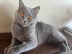 Britse korthaar (1+jaar), Poes, Ontwormd