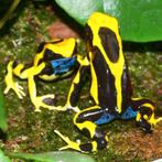 Prachtige groep Dendrobates tinctorius 'Regina', Dieren en Toebehoren, Reptielen en Amfibieën, 0 tot 2 jaar, Amfibie