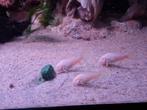 Jonge corydoras Albino's, Overige typen, Zoetwatervis, Schoolvis