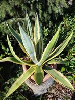 2x Agave americana – de Krachtpatsers!, Volle zon, Vaste plant, Bloeit niet, Ophalen