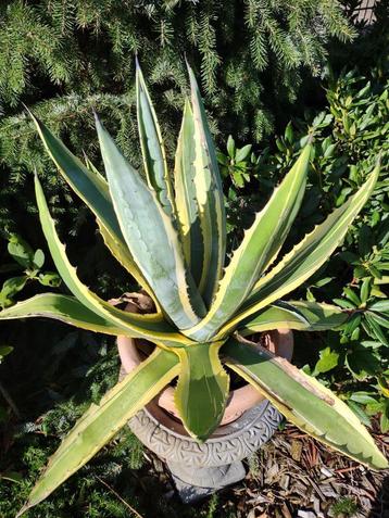2x Agave americana – de Krachtpatsers! beschikbaar voor biedingen