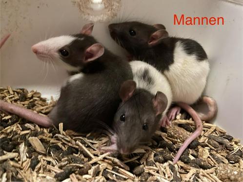 Lieve jonge rittens!, Dieren en Toebehoren, Knaagdieren, Meerdere dieren, Rat, Na 1 juli 2024, Tam