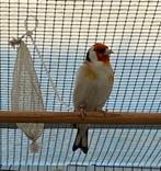 Mooie major putter man te koop 2025, Mannelijk, Wildzangvogel