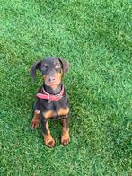 Dobberman teefje 3.5maand, Dieren en Toebehoren, Honden | Niet-rashonden, België, Particulier, Rabiës (hondsdolheid), 8 tot 15 weken
