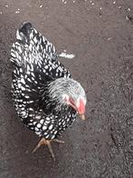 Gratis : 2 Wyandotte krielhanen, Dieren en Toebehoren, Pluimvee, Mannelijk, Kip