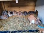 Prachtige fluffy dwergkonijnen, Dieren en Toebehoren, Meerdere dieren, Dwerg