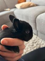 Nog 4 v/d 6 prachtige fluffy babykonijntjes te koop!🐰💛, Dieren en Toebehoren, Konijnen, Meerdere dieren, Dwerg, Hangoor