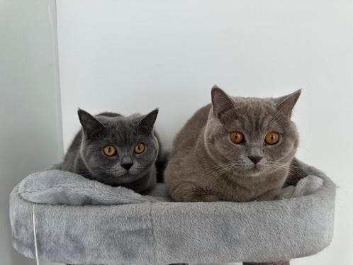 Britse kortharen, Dieren en Toebehoren, Katten en Kittens | Raskatten | Korthaar, Meerdere dieren, 0 tot 2 jaar, Ontwormd, Ingeënt