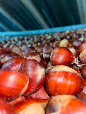 Verse Kastanjes te Koop! 3€/kg beschikbaar voor biedingen