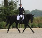 Te koop, prachtige lieve zwarte merrie, Dieren en Toebehoren, Paarden, Merrie