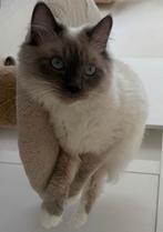 Neva Masquerade Kat, Dieren en Toebehoren, Katten en Kittens | Raskatten | Langhaar, Kater, Gechipt, 0 tot 2 jaar