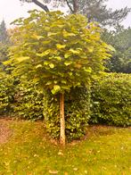Bolcatalpa bomen, Bloeit niet, 250 tot 400 cm, Ophalen, Volle zon