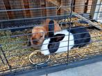 Twee konijnen - gratis, Dieren en Toebehoren, Konijnen, Mannelijk, Middelgroot, 3 tot 5 jaar, Hangoor