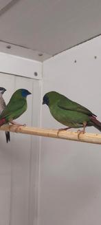 onverwant koppel driekleur papegaai amadines 2025, Dieren en Toebehoren, Vogels | Overige Vogels, Meerdere dieren, Tropenvogel