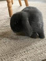 Nederlandse hangoor dwergkonijntjes, Dieren en Toebehoren, Konijnen, Meerdere dieren, Dwerg, Hangoor