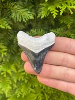 Bone Valley megalodon haaientand 5.7 centimeter, Verzamelen, Mineralen en Fossielen, Ophalen of Verzenden, Fossiel