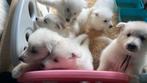 Zwitserse witte herders (langharig), Rabiës (hondsdolheid), Meerdere, 8 tot 15 weken, Meerdere dieren