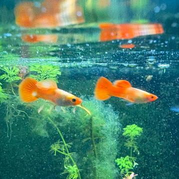 Guppy’s oranje/wit beschikbaar voor biedingen